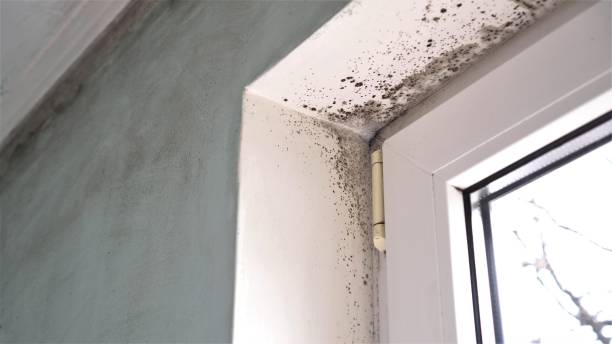 Best Crawl Space Mold Remediation in Danville, VA