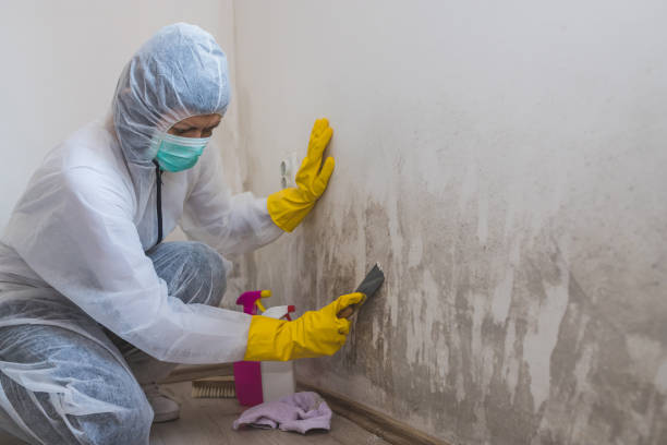 Best Residential Mold Remediation in Danville, VA