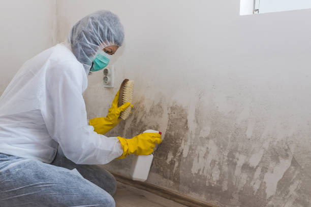 Best Mold Remediation for Schools in Danville, VA