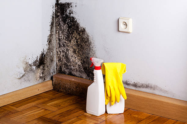 Professional Mold Remediation in Danville, VA