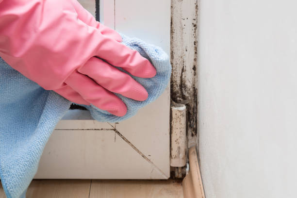 Best Localized Mold Remediation (e.g., coastal areas, humid climates) in Danville, VA