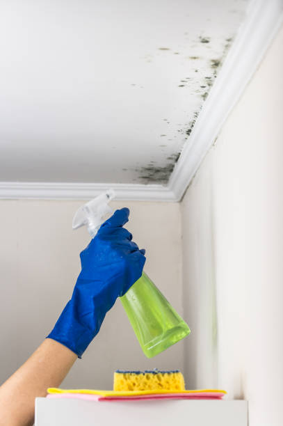 Trusted Danville, VA Mold Remediation Experts